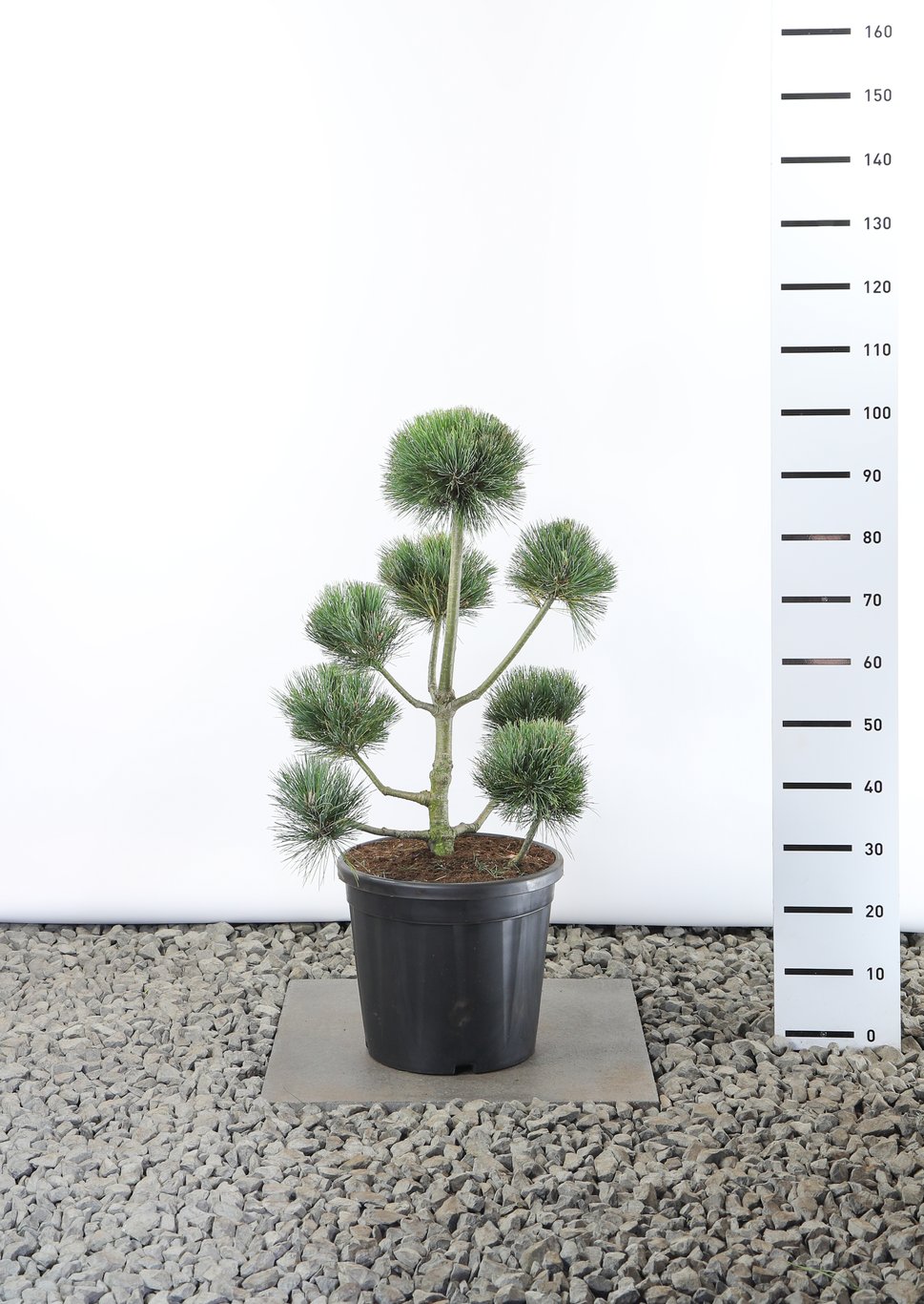 Pinus peuce - 60-80 CM Multiplateau EXTRA in Cont.